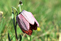 Fritillaria tubiformis